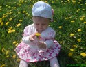 Anetka na louce plnch pampeliek