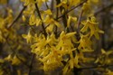 Forsythie
