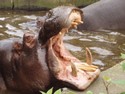 zoohroch