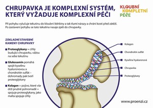 Proenzi_infografika_kloubní chrupavka_ilustrfoto