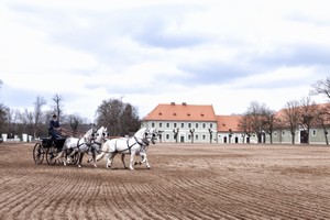 kone_Sprezeni_kladruby_zvire